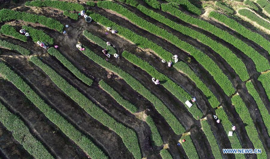 #CHINA-FUJIAN-AUTUMN TEA-HARVEST (CN)