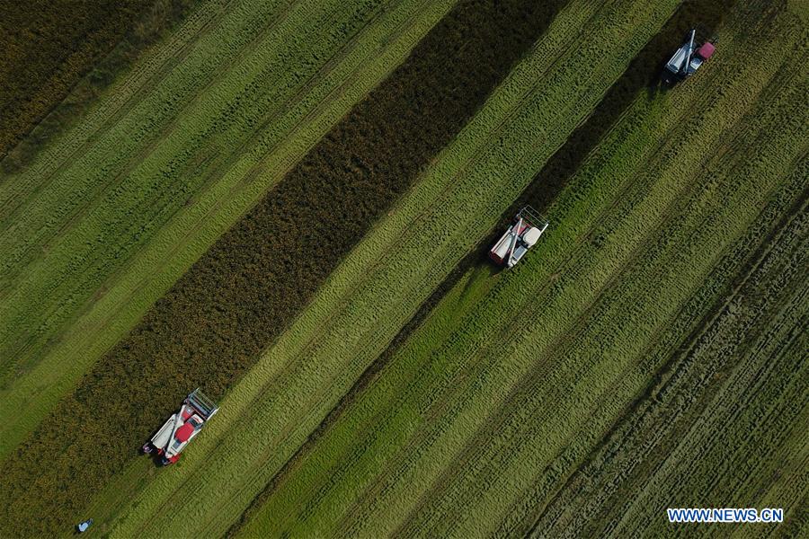 CHINA-ZHEJIANG-HUZHOU-RICE-HARVEST (CN)