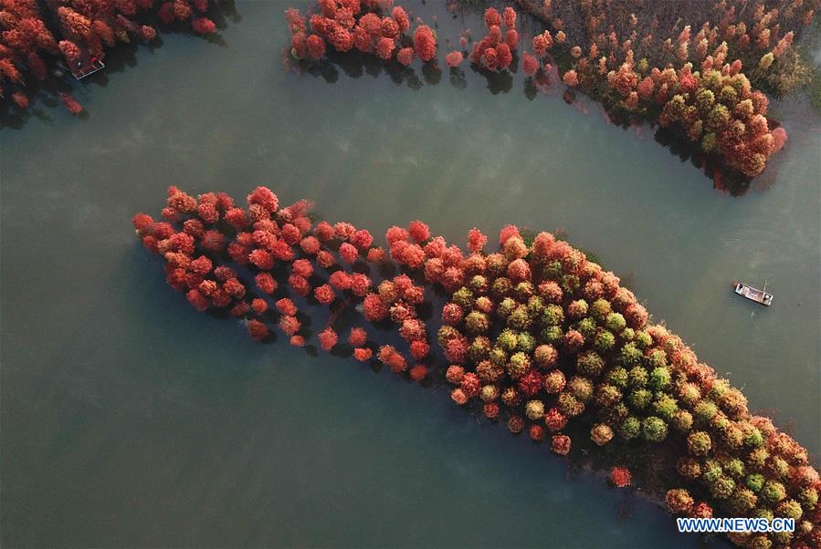 #CHINA-JIANGSU-REDWOOD-SCENERY (CN)