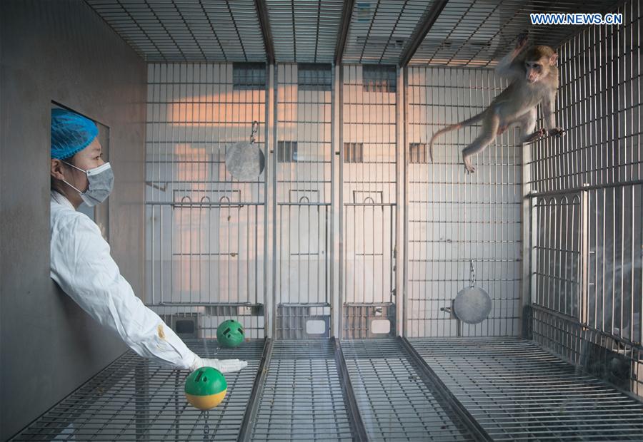 CHINA-SHANGHAI-GENE-EDITED MONKEYS (CN)