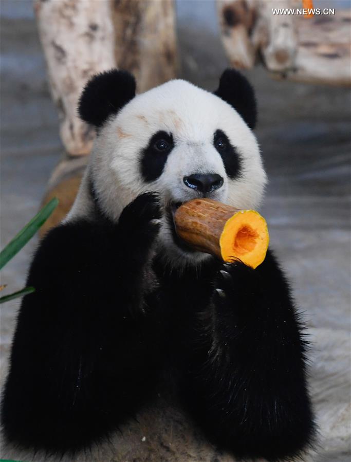 CHINA-HAINAN-HAIKOU-GIANT PANDA (CN)