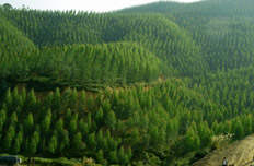 “美麗中國”風來襲 節能環保林業最炫