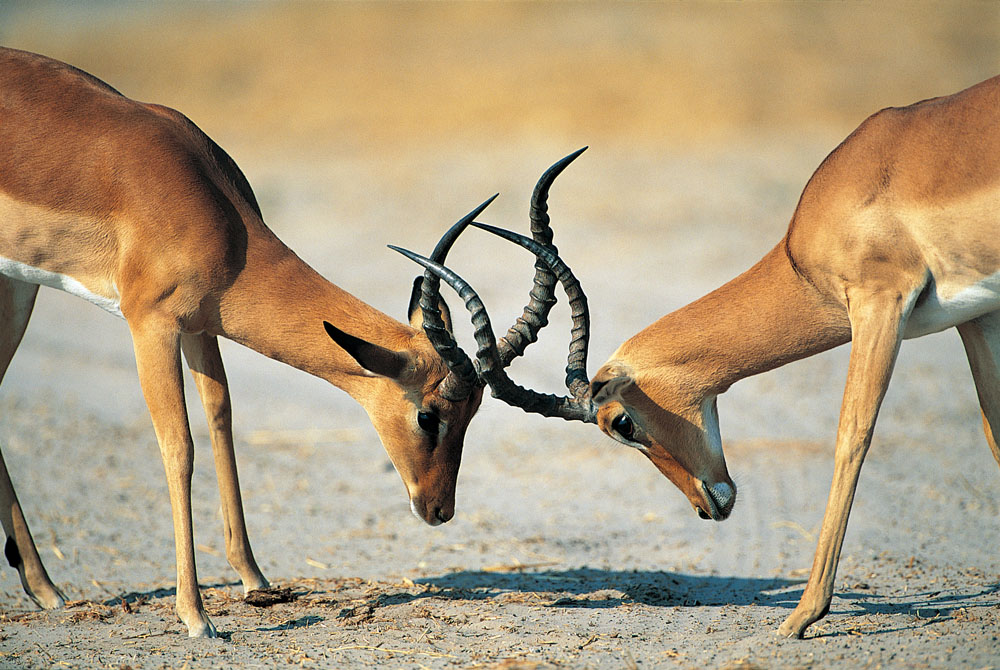 方正集團三高管接受調查 方正、政泉纏斗始末