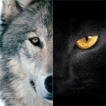 探針 | 2016：雙極，雙11