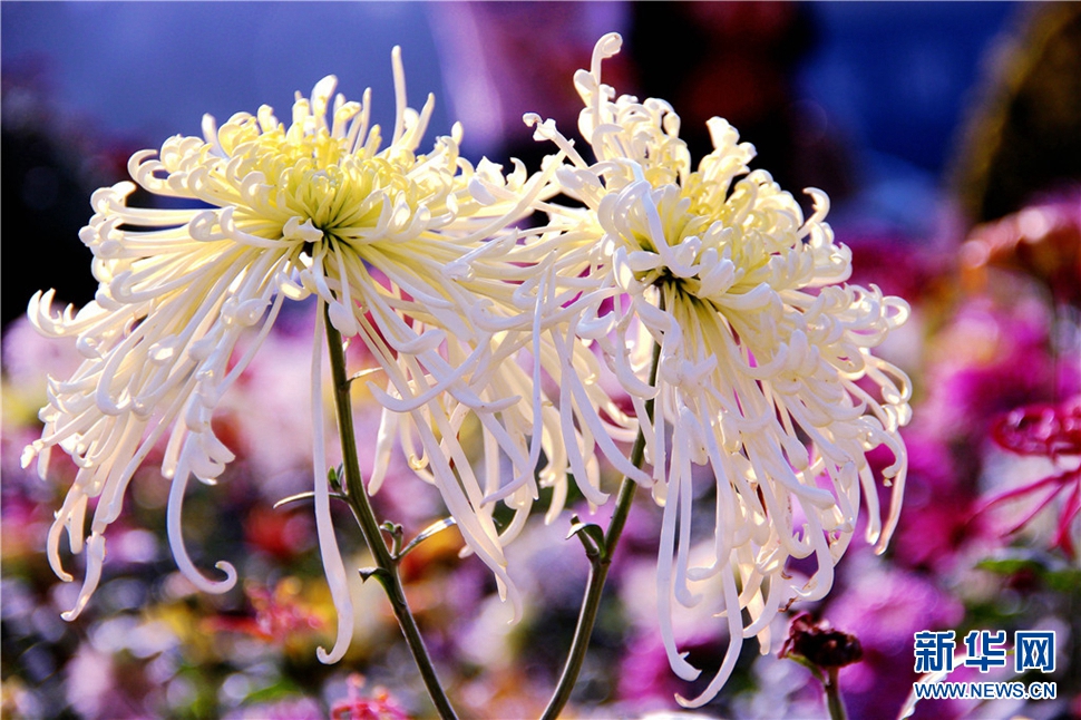 金秋時(shí)節(jié)，菊潤車城