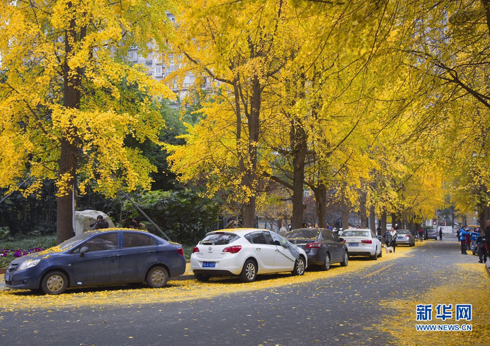 冬日暖陽，成都的銀杏已滿地
