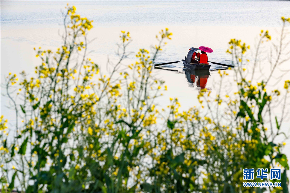 美麗的封丘縣油菜花田