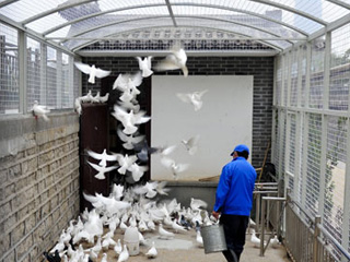 濟南隔離圏養“廣場鴿”預防H7N9禽流感