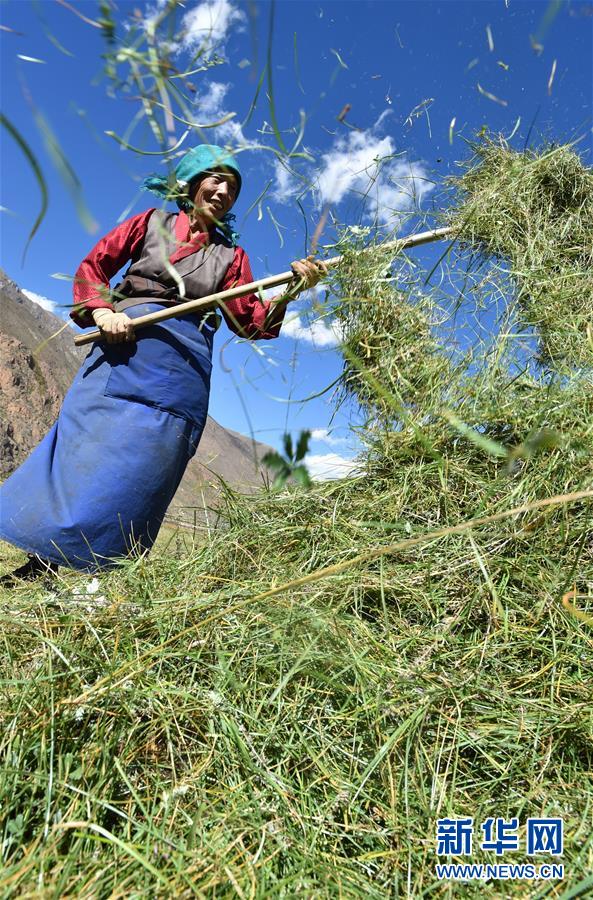 （社會）（8）西藏：牧草豐收儲&ldquo;冬糧&rdquo;