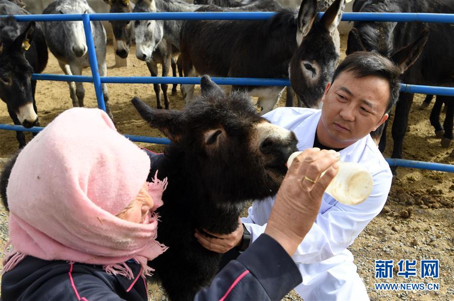 (圖片故事)(1)大學生改行創業 返鄉養驢