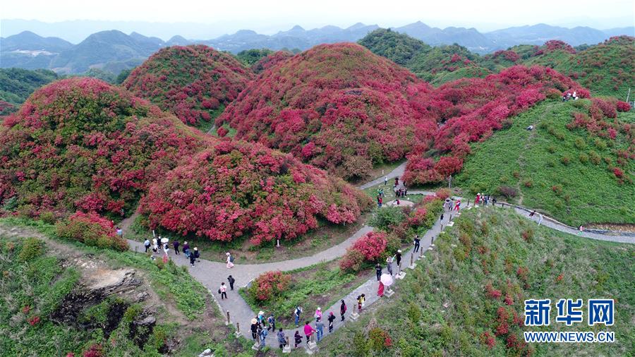 （環境）（1）杜鵑競放引客來