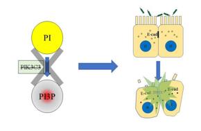 PI3P缺失導(dǎo)致上皮細(xì)胞連接破壞，最終招募中性粒細(xì)胞，發(fā)生急性炎癥