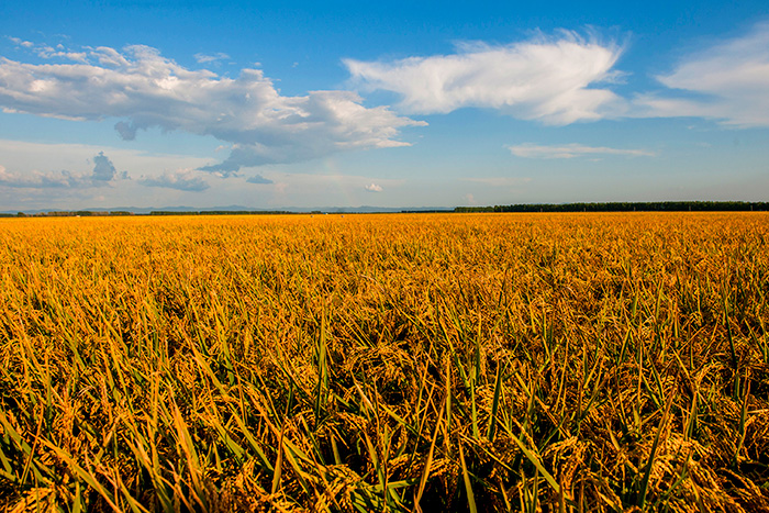 秋收的中國,你想象不到的美!但更美的是……