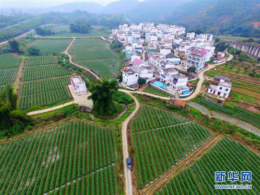 (輝煌60年·壯美新廣西·圖文互動)(10)從禿山到青山的蝶變——廣西石漠化治理10年再現發展生機