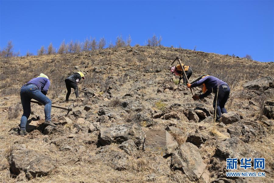 (新華全媒頭條·圖文互動(dòng))(8)那一抹綠色,走進(jìn)越來(lái)越多人心里——河北塞罕壩續(xù)寫(xiě)新時(shí)代綠色傳奇
