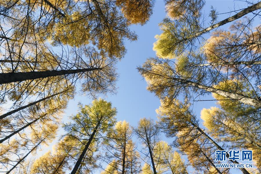 (新華全媒頭條·圖文互動(dòng))(9)那一抹綠色,走進(jìn)越來(lái)越多人心里——河北塞罕壩續(xù)寫(xiě)新時(shí)代綠色傳奇