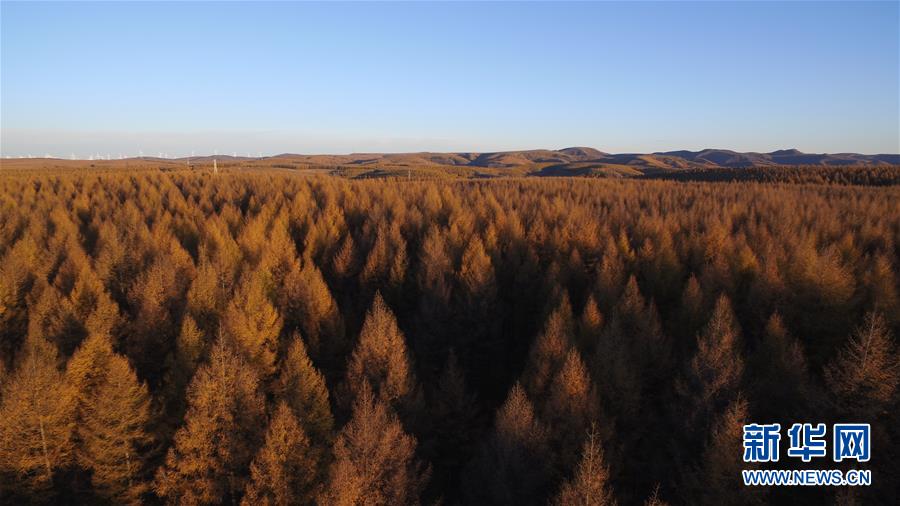 (新華全媒頭條·圖文互動(dòng))(6)那一抹綠色,走進(jìn)越來(lái)越多人心里——河北塞罕壩續(xù)寫(xiě)新時(shí)代綠色傳奇