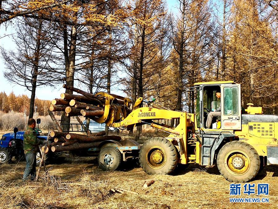 (新華全媒頭條·圖文互動(dòng))(7)那一抹綠色,走進(jìn)越來(lái)越多人心里——河北塞罕壩續(xù)寫(xiě)新時(shí)代綠色傳奇