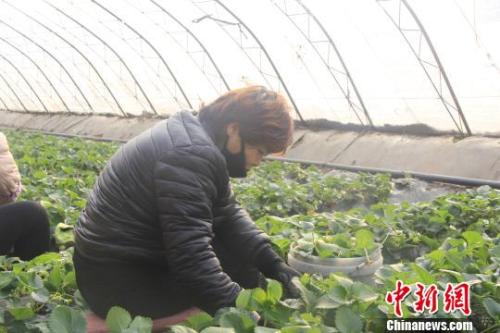 正值隆冬時節，山西省長治市長子縣天寒地凍，最低氣溫已有零下十幾度，當地的蔬菜大棚內卻“春意盎然”、生機勃勃?！⊥蹙S寧 攝