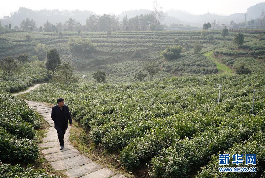 （在習近平新時代中國特色社會主義思想指引下&mdash;&mdash;新時代新作為新篇章&middot;鄉村振興戰略&middot;圖文互動）（1）老支書王興強的新&ldquo;茶事&rdquo;