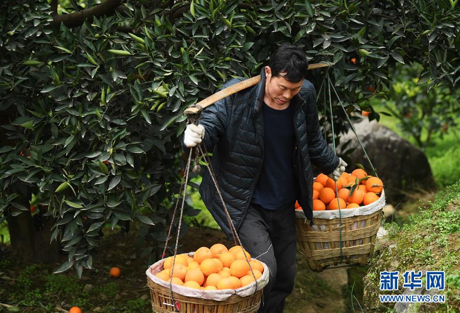 （新春走基層&middot;圖文互動(dòng)）（3）一個(gè)橙子的八年&ldquo;蛻變史&rdquo;