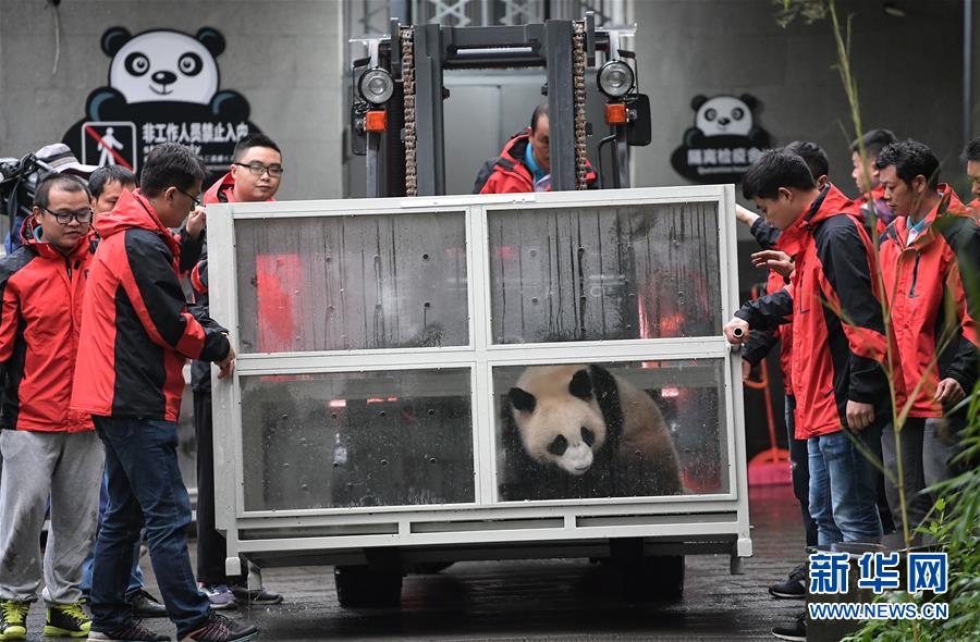 （社會）（5）大熊貓&ldquo;如意&rdquo;&ldquo;丁丁&rdquo;啟程前往俄羅斯