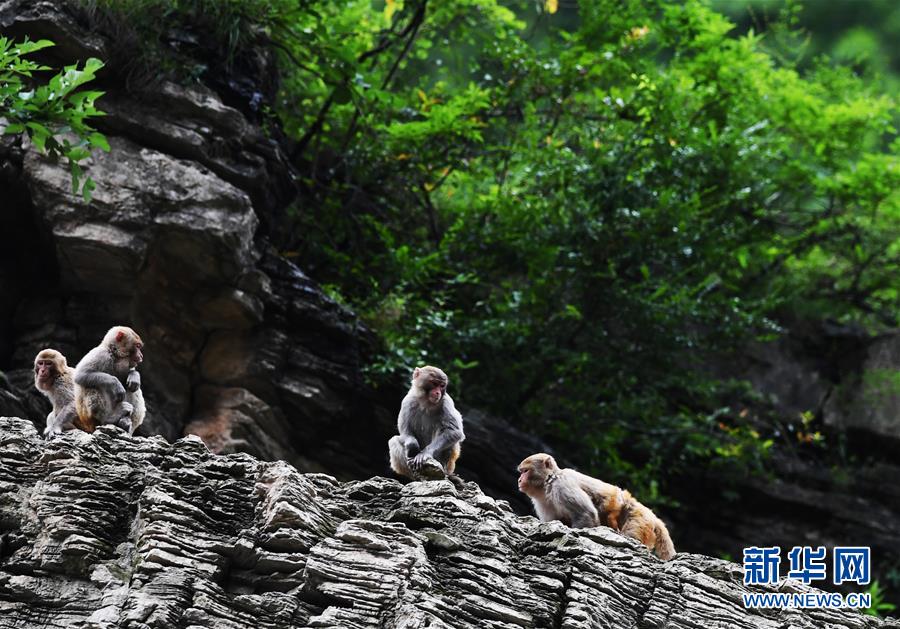 （在習近平新時代中國特色社會主義思想指引下&mdash;&mdash;新時代新作為新篇章）（5）重慶巫山：&ldquo;生態寶貝&rdquo;變身&ldquo;搖錢樹&rdquo;