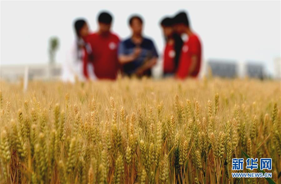 （新華全媒頭條&middot;愛國情 奮斗者&middot;圖文互動(dòng)）（7）把論文寫在祖國的大地上&mdash;&mdash;中國農(nóng)業(yè)大學(xué)46年扎根河北曲周服務(wù)鄉(xiāng)村振興紀(jì)實(shí)