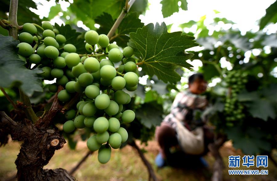 （新華全媒頭條&middot;圖文互動）（4）一個傳統農業縣的脫貧之路&mdash;&mdash;來自河北新河的調查報告