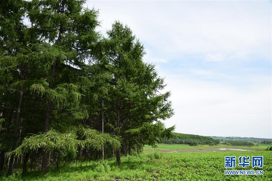 （在習(xí)近平新時(shí)代中國(guó)特色社會(huì)主義思想指引下&mdash;&mdash;新時(shí)代新作為新篇章&middot;圖文互動(dòng)）（1）向林木要錢(qián)，讓綠樹(shù)生金&mdash;&mdash;黑龍江省拜泉縣發(fā)展綠色經(jīng)濟(jì)助脫貧