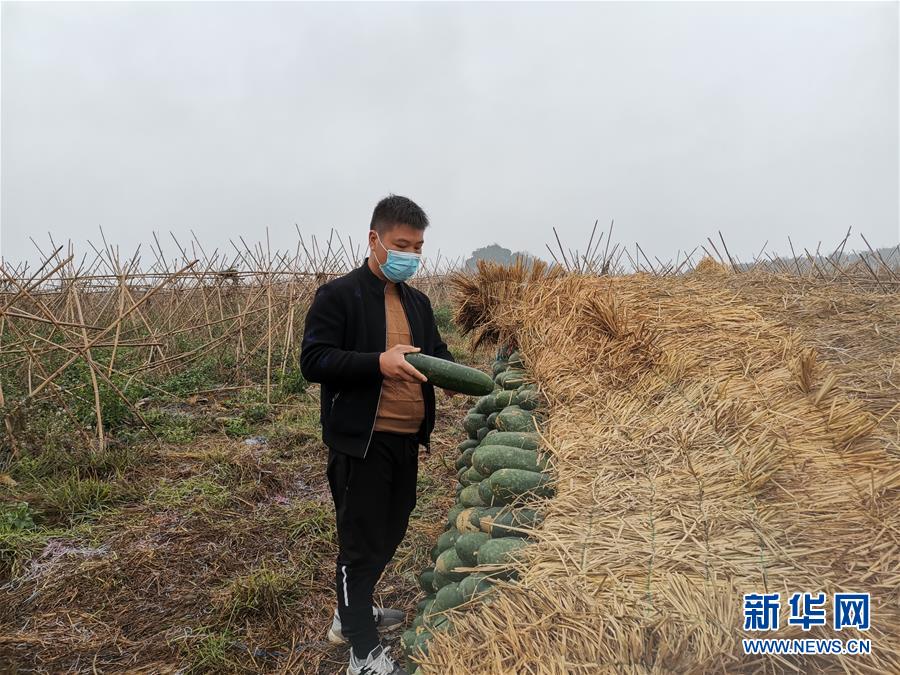 （聚焦疫情防控&middot;圖文互動(dòng)）（1）&ldquo;得知要送武漢 凌晨出來摘菜&rdquo;&mdash;&mdash;中國(guó)&ldquo;南菜園&rdquo;廣西全力抗疫保供應(yīng)