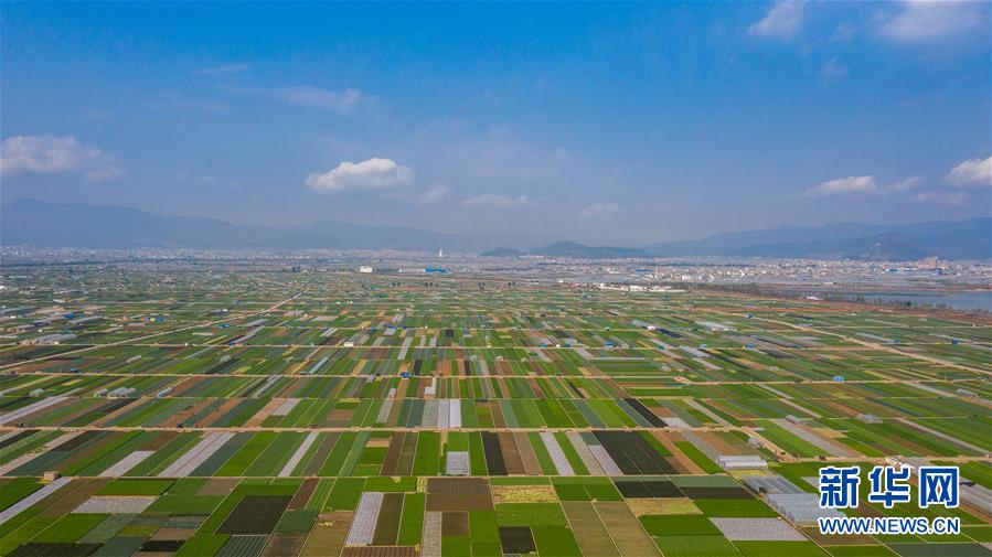 （抓好春耕備耕 穩(wěn)住農業(yè)生產·圖文互動）（5）“栽種的是菜苗，收獲的是希望”——云南蔬菜集散地通海縣春耕見聞 
