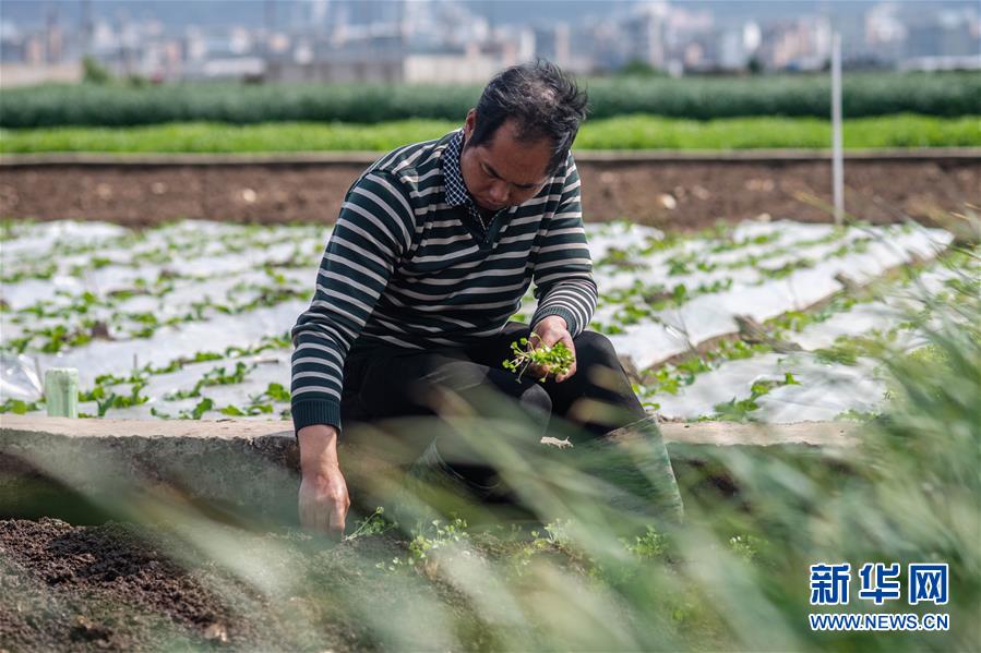 （抓好春耕備耕 穩(wěn)住農業(yè)生產·圖文互動）（3）“栽種的是菜苗，收獲的是希望”——云南蔬菜集散地通海縣春耕見聞 