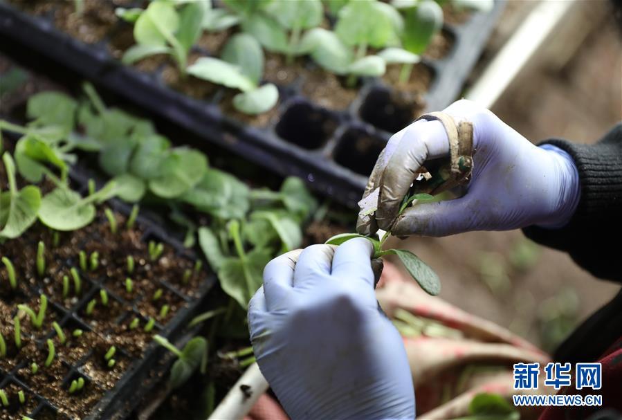 (新華全媒頭條·圖文互動)(4)春色最濃在田間——來自全國春耕備耕的現場觀察
