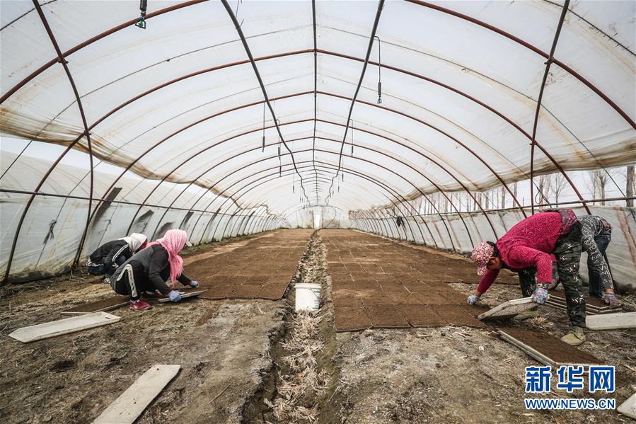 (在習近平新時代中國特色社會主義思想指引下——新時代新作為新篇章·習近平總書記關切事·圖文互動)(6)春耕忙 信心足——谷雨時節走馬東北直擊糧事