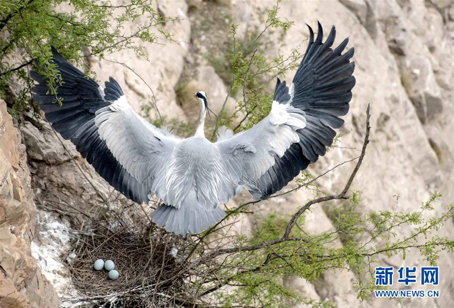 (圖文互動)(4)山西平陸黃河濕地迎來上千只蒼鷺