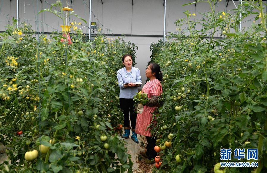 (代表委員履職)(3)全國人大代表王萌萌:產業興旺讓鄉村振興更有底氣