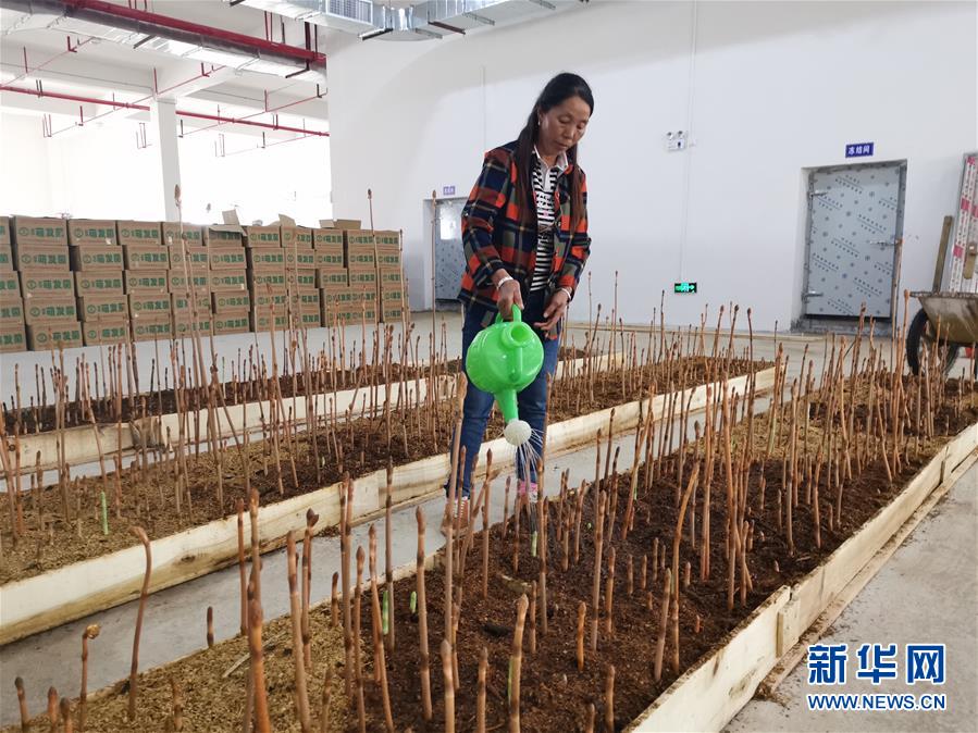 (決戰決勝脫貧攻堅·圖文互動)(1)喚醒“沉睡的大山”——“經營鄉村”讓烏蒙山極貧鄉變了“模樣”