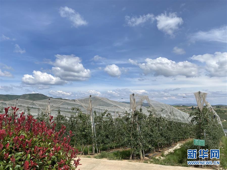 (決戰(zhàn)決勝脫貧攻堅·圖文互動)(3)高原紅了,日子好了——貴州海拔最高縣發(fā)展蘋果產(chǎn)業(yè)見聞