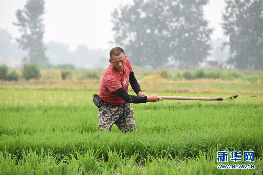 (防汛抗洪·圖文互動)(4)洞庭湖畔打響糧食保衛(wèi)戰(zhàn)