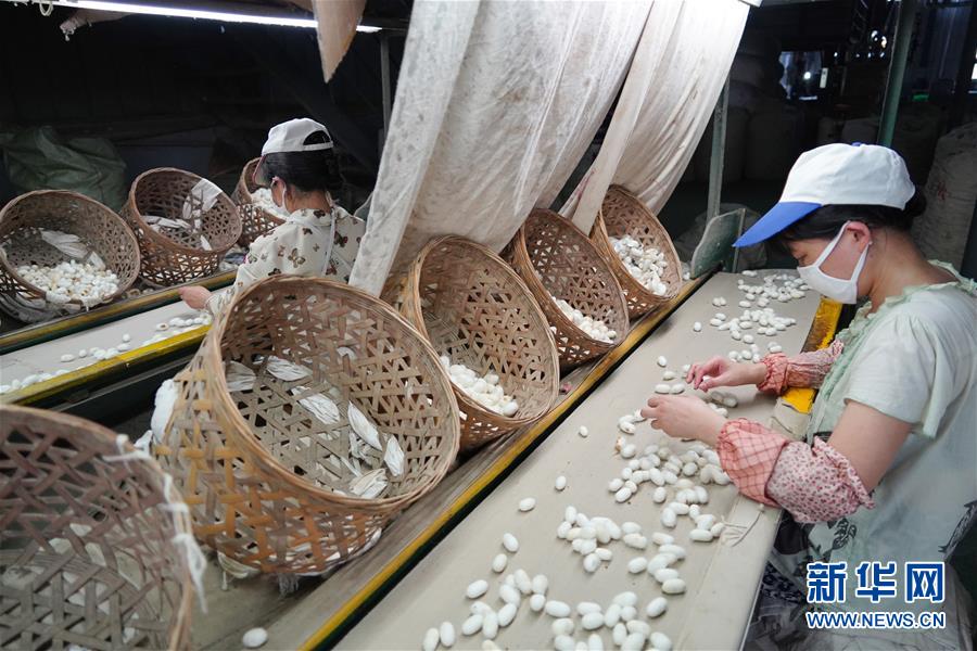 （走向我們的小康生活·圖文互動(dòng)）（1）綠了青山，紅了日子——秦巴山區(qū)群眾繪出小康“調(diào)色板”