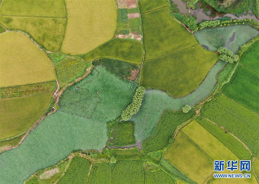 （美麗中國(guó)）（3）鄉(xiāng)村稻田&ldquo;調(diào)色板&rdquo;