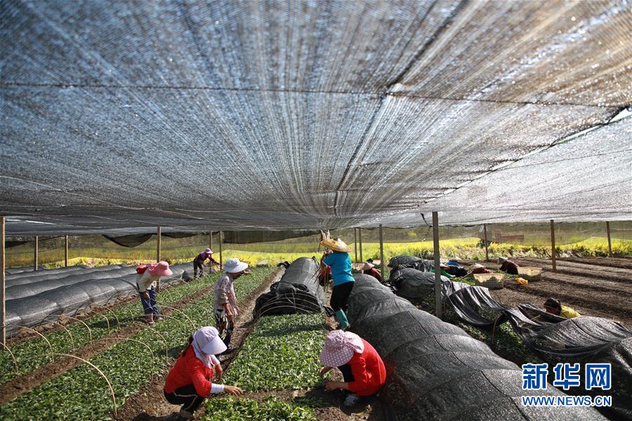 (新華全媒頭條·決戰決勝脫貧攻堅·督戰未摘帽貧困縣·圖文互動)(7)不獲全勝,決不收兵——全國52個掛牌督戰貧困縣脫貧攻堅紀實