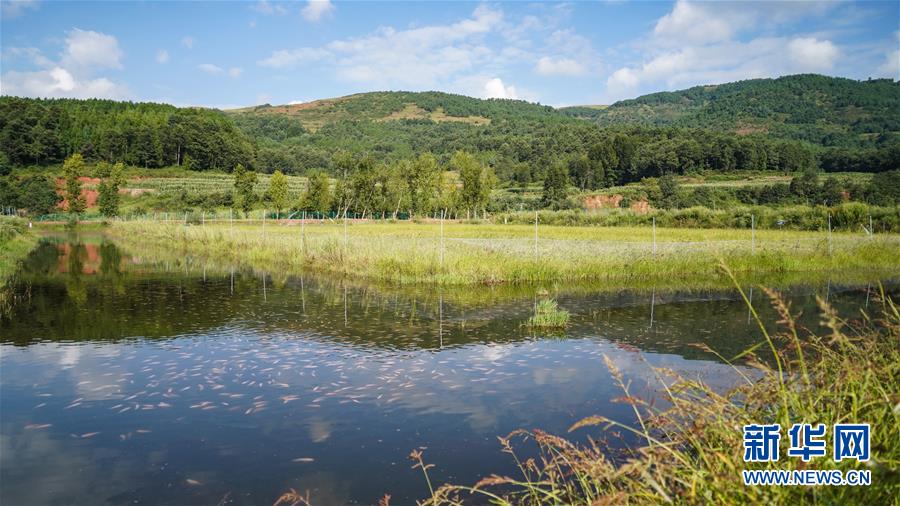 (新華全媒頭條·決戰(zhàn)決勝脫貧攻堅·督戰(zhàn)未摘帽貧困縣·圖文互動)(4)苦蕎花開大涼山——四川7個未摘帽縣脫貧攻堅一線觀察