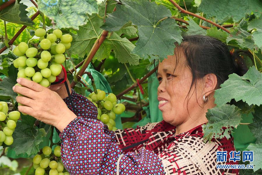 （決戰(zhàn)決勝脫貧攻堅(jiān)&middot;圖文互動）（2）同飲一江水 攜手&ldquo;斬窮根&rdquo;&mdash;&mdash;深圳對口廣西河池、百色扶貧協(xié)作見聞