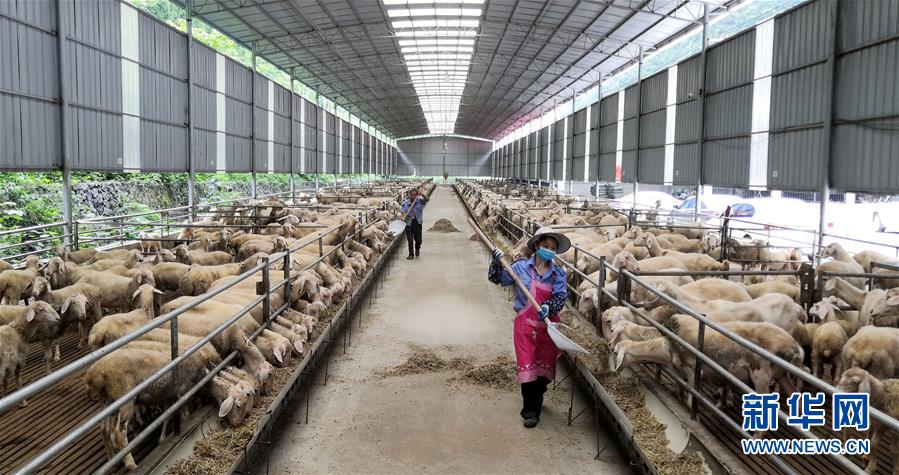 （決戰(zhàn)決勝脫貧攻堅(jiān)&middot;圖文互動）（5）同飲一江水 攜手&ldquo;斬窮根&rdquo;&mdash;&mdash;深圳對口廣西河池、百色扶貧協(xié)作見聞