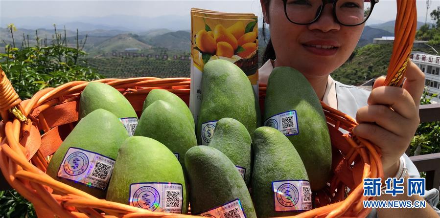 （決戰(zhàn)決勝脫貧攻堅(jiān)&middot;圖文互動）（7）同飲一江水 攜手&ldquo;斬窮根&rdquo;&mdash;&mdash;深圳對口廣西河池、百色扶貧協(xié)作見聞