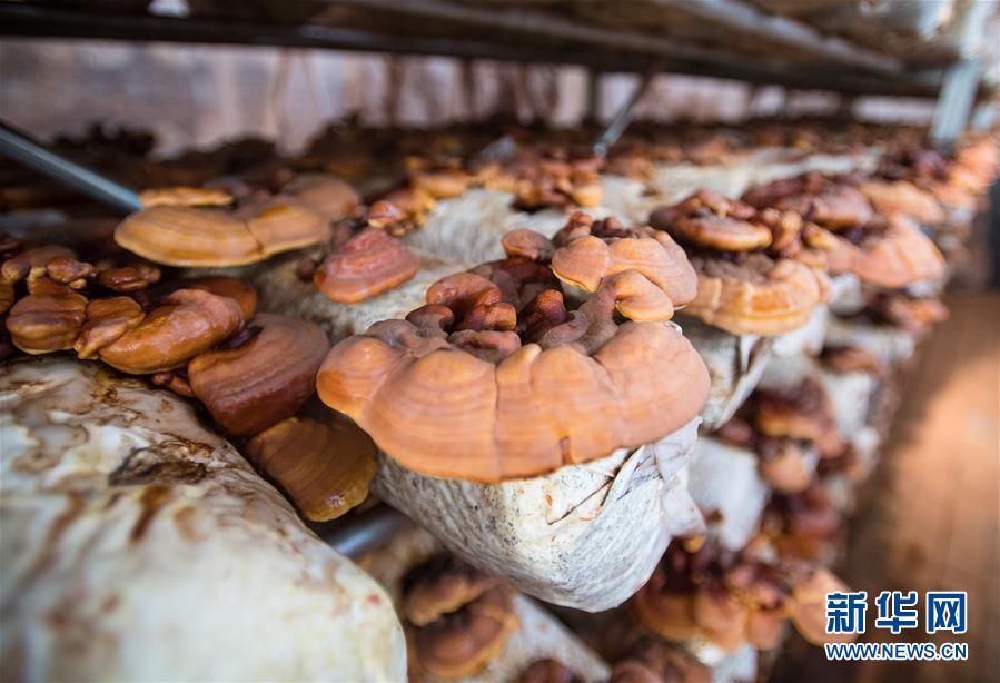 （新華全媒頭條&middot;走向我們的小康生活&middot;圖文互動(dòng)）（4）特殊之年，荊楚大地書(shū)寫(xiě)不平凡的答卷