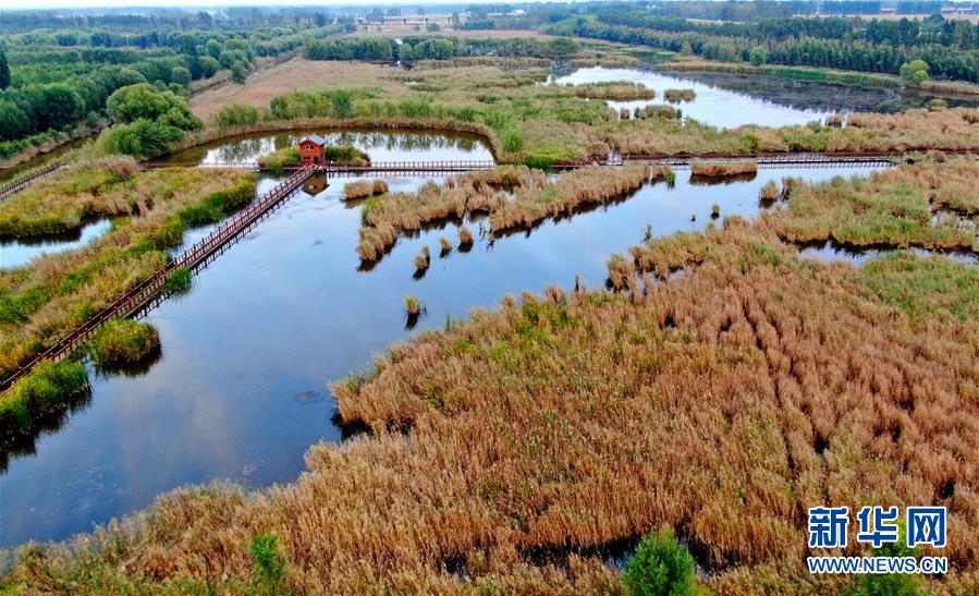 （新華全媒頭條&middot;圖文互動）（13）從&ldquo;四亂&rdquo;突出到生態修復 黃河漸成中原&ldquo;綠飄帶&rdquo;