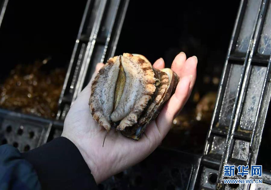 (新華全媒頭條·圖文互動)(3)“拔”海起牧場 “耕”海新牧歌